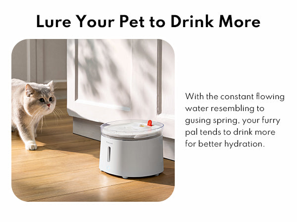 Homerun Pet Fountain Porcelain plate + Wireless UVC pump