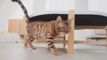 One For Pets- 全開放式自動貓砂機 HIP-C201W